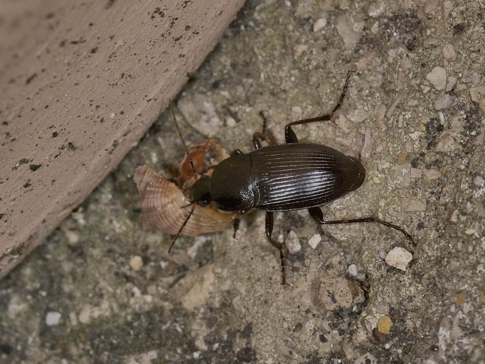 Calathus fuscipes graecus (cf.)